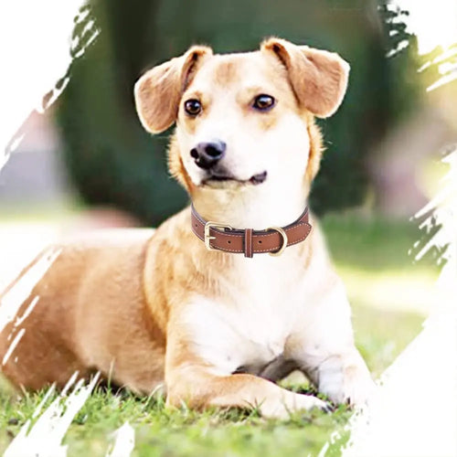 Collier Cuir Rembourré pour Chien